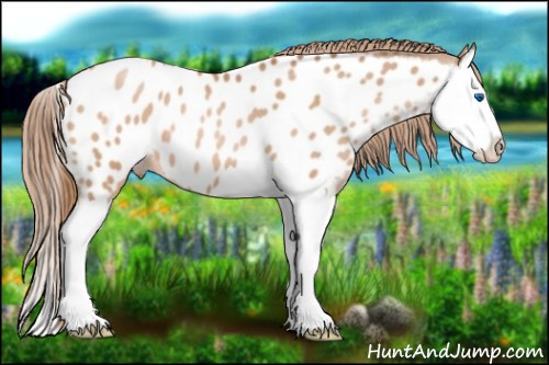 Horse Color:Bay Pearl Splash Appaloosa 