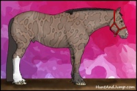 Horse Color:Bay Ice 