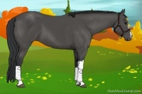 Horse Color:Black 