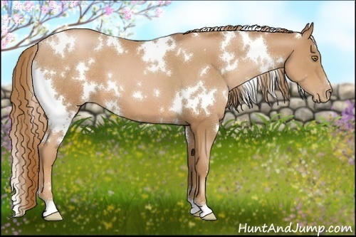 Horse Color:White Spotted Chestnut Pearl 