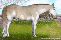 Horse Color:Liver Chestnut Splash 