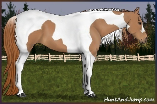 Horse Color:Chestnut Tobiano