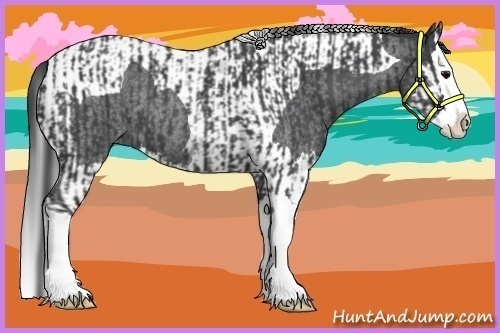 Horse Color:Blue Roan Sabino Splash and Blue Roan Splash Tobiano