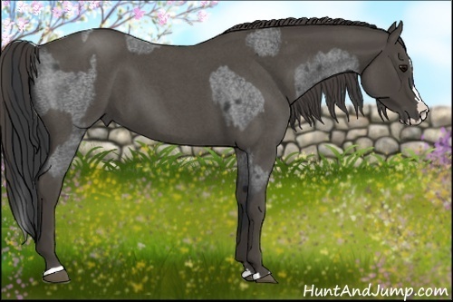 Horse Color:Blue Roan Sabino Splash and Smoky Blue Roan Sabino Splash