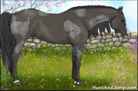 Horse Color:Blue Roan Sabino Splash and Smoky Blue Roan Sabino Splash