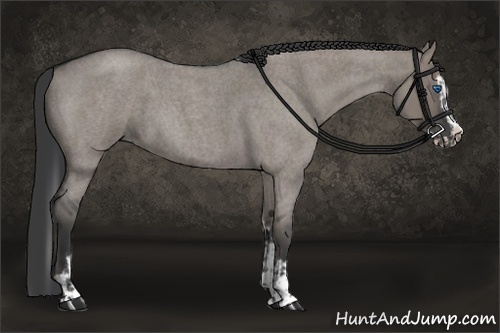 Horse Color:Grullo Roan Sabino Splash and Grullo Roan Sabino