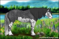 Horse Color:Blue Roan Sabino Splash and Blue Roan Sabino Splash