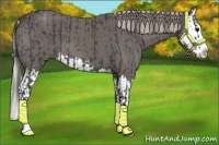 Horse Color:Blue Roan Sabino Splash  and Silver Blue Roan Sabino Splash 