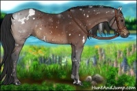 Horse Color:White Spotted Brown 