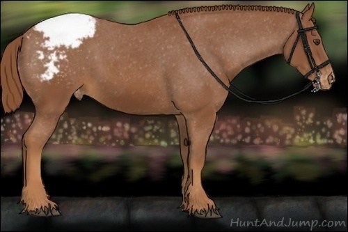 Horse Color:Chestnut Appaloosa