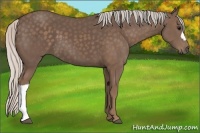 Horse Color:Silver Black