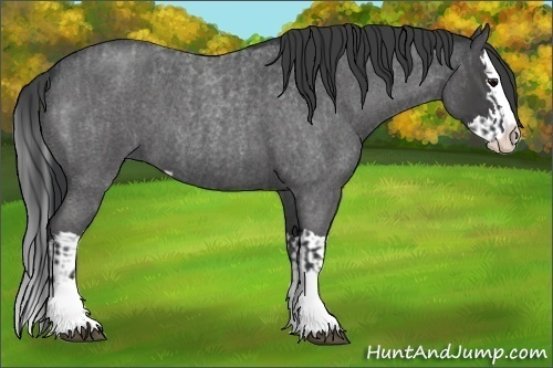 Horse Color:Blue Roan Sabino Splash  and Blue Roan Sabino Splash 