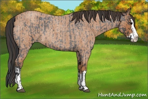 Horse Color:Blue Roan Sabino Splash  and Bay Roan Sabino Splash 