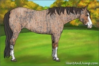 Horse Color:Blue Roan Sabino Splash and Bay Roan Sabino Splash