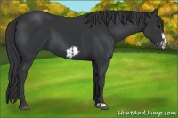 Horse Color:Black  and Black Frame 