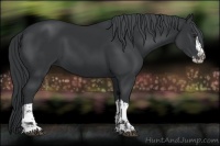 Horse Color:Black Chinchilla Splash and Black Chinchilla Splash