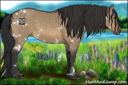 Horse Color:White Spotted Buckskin Dun 