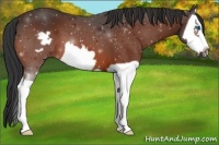 Horse Color:Bay Splash Frame