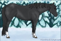 Horse Color:Black  and Black 