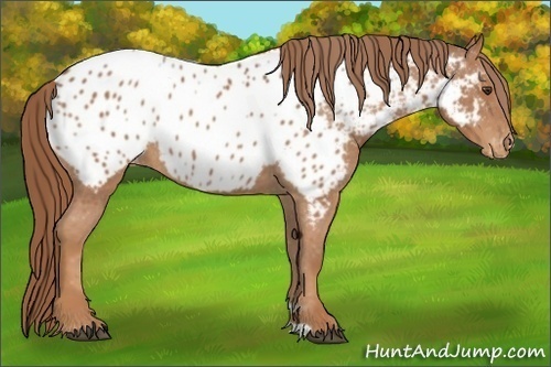 Horse Color:Chestnut Near Leopard