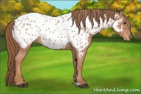 Horse Color:Chestnut Near Leopard 