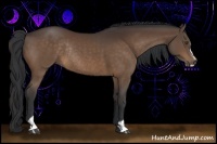 Horse Color:Bay Sabino Rabicano