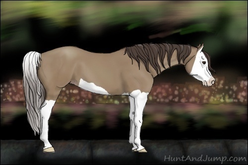 Horse Color:Classic Champagne Splash