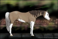 Horse Color:Classic Champagne Splash