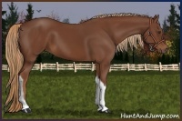Horse Color:Chestnut Tobiano