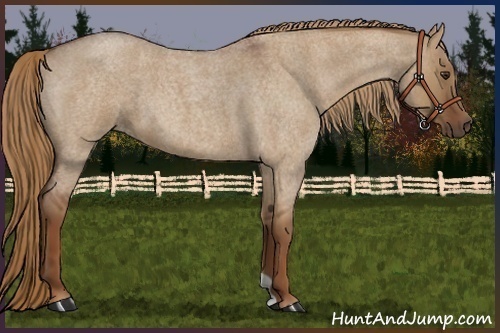Horse Color:Red Dun Roan