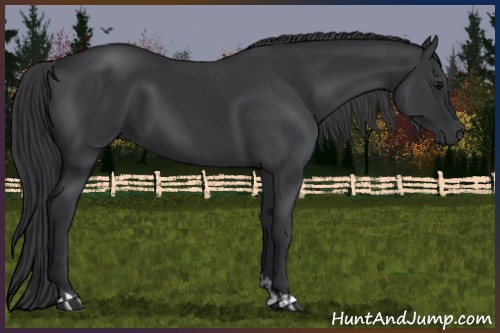 Horse Color:Black and Black