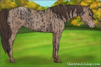 Horse Color:Black  and Classic Champagne 