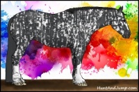 Horse Color:Black Near Leopard  and Black 