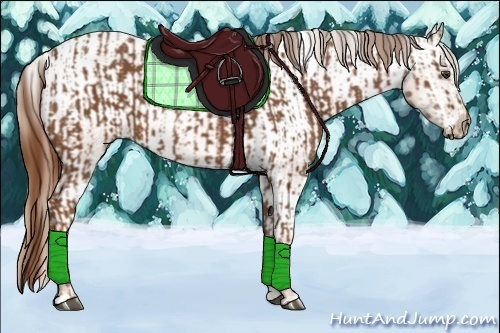 Horse Color:Chestnut  and Chestnut Appaloosa 