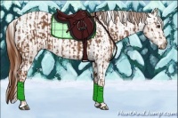 Horse Color:Chestnut  and Chestnut Appaloosa 