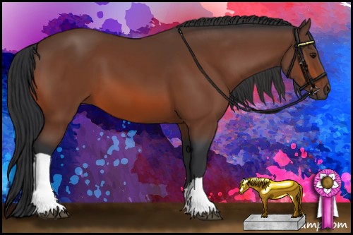 Horse Color:Bay 