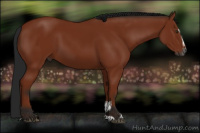 Horse Color:Gray Bay Sabino
