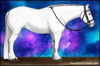 Horse Color:White Spotted Blue Roan Splash Frame Appaloosa 
