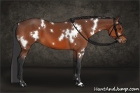 Horse Color:White Spotted Bay 