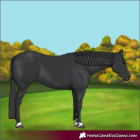 Horse Color:Black 