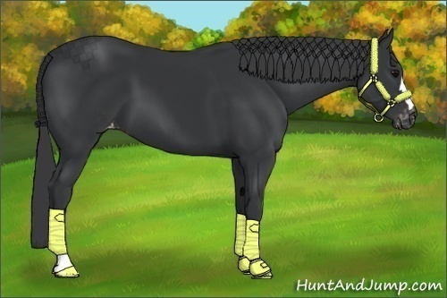 Horse Color:Black Appaloosa