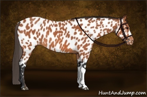 Horse Color:Bay Near Leopard 