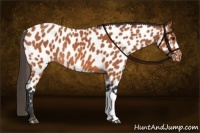 Horse Color:Bay Near Leopard 