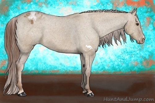 Horse Color:Red Dun Appaloosa 