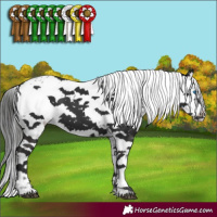 Horse Color:Liver Chestnut Frame 