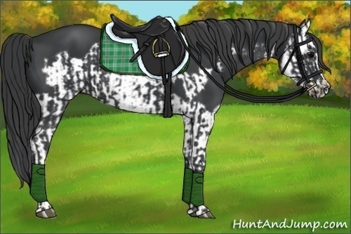 Horse Color:Black Frame  and Black Splash Frame 