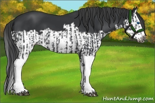 Horse Color:Black Splash Frame  and Black Splash Frame 