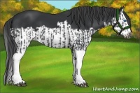 Horse Color:Black Splash Frame  and Black Splash Frame 