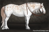 Horse Color:White Spotted Amber Champagne Splash Appaloosa  and White Spotted Amber Champagne Splash Appaloosa 