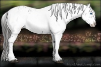 Horse Color:Liver Chestnut Frame